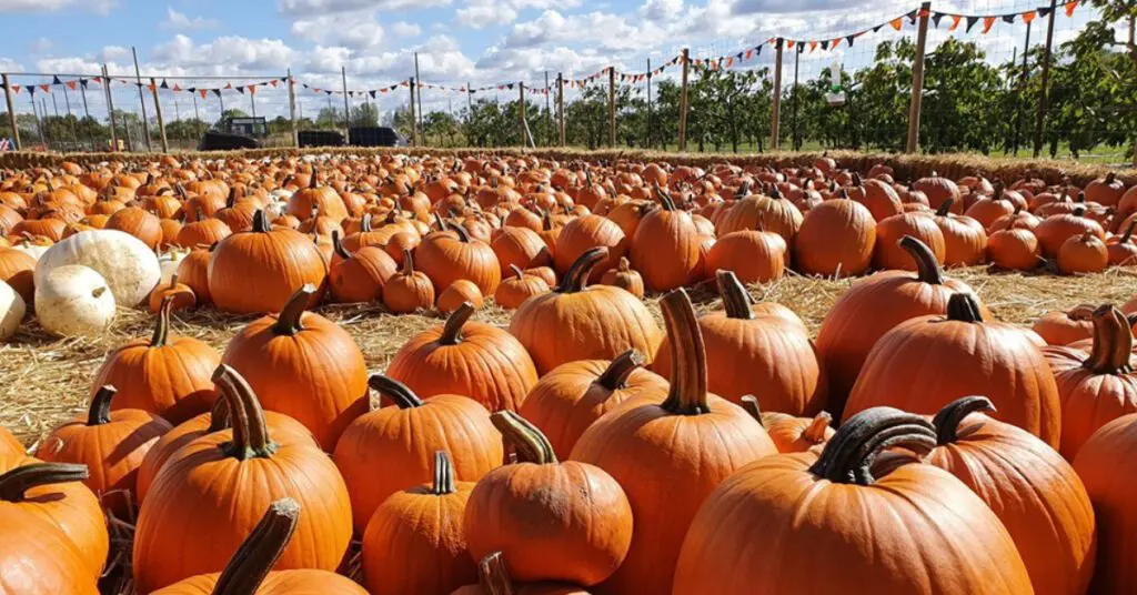 Pumpkin Patches Near London