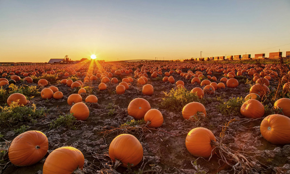 Tulleys Farm Pumpkin Picking